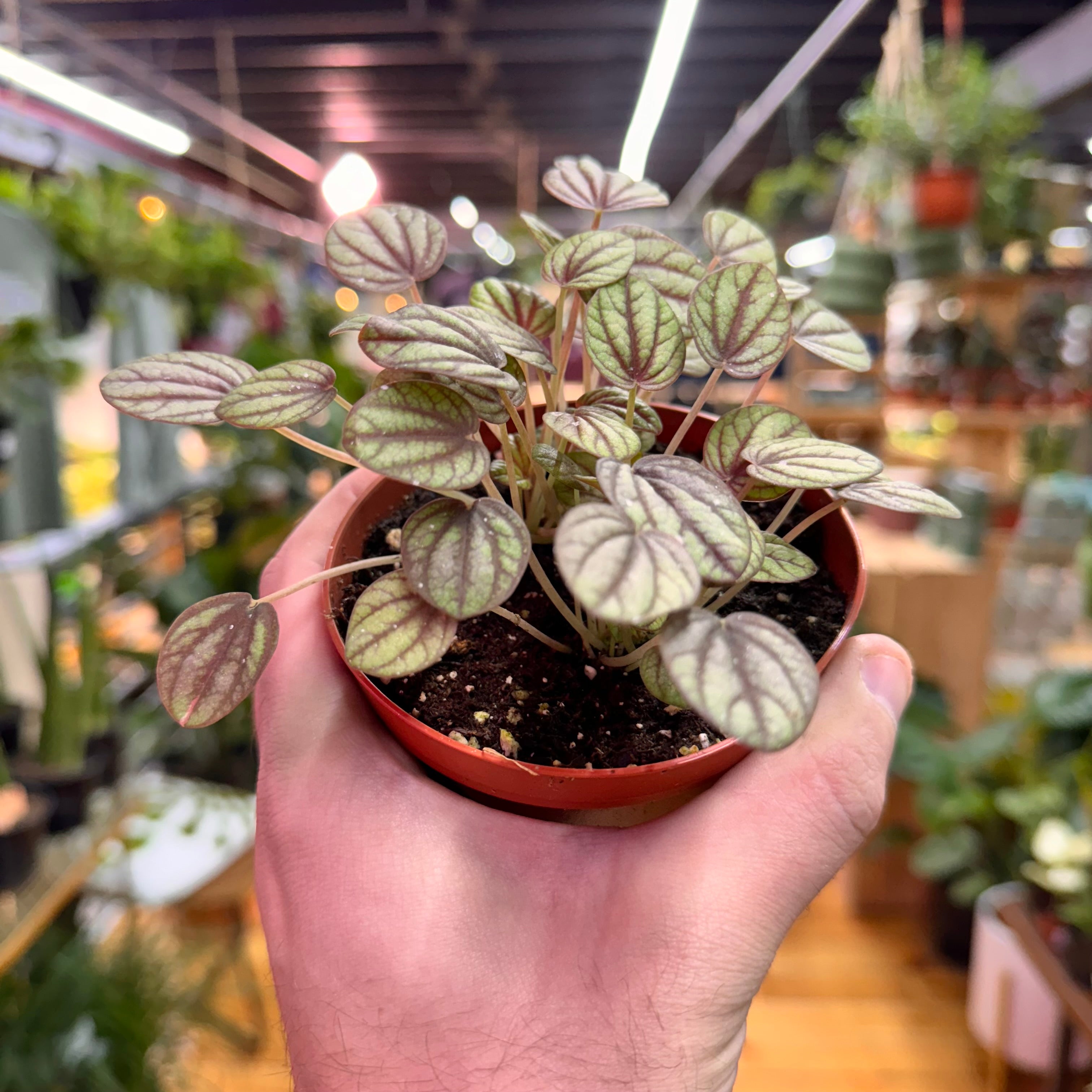 Peperomia Piccolo