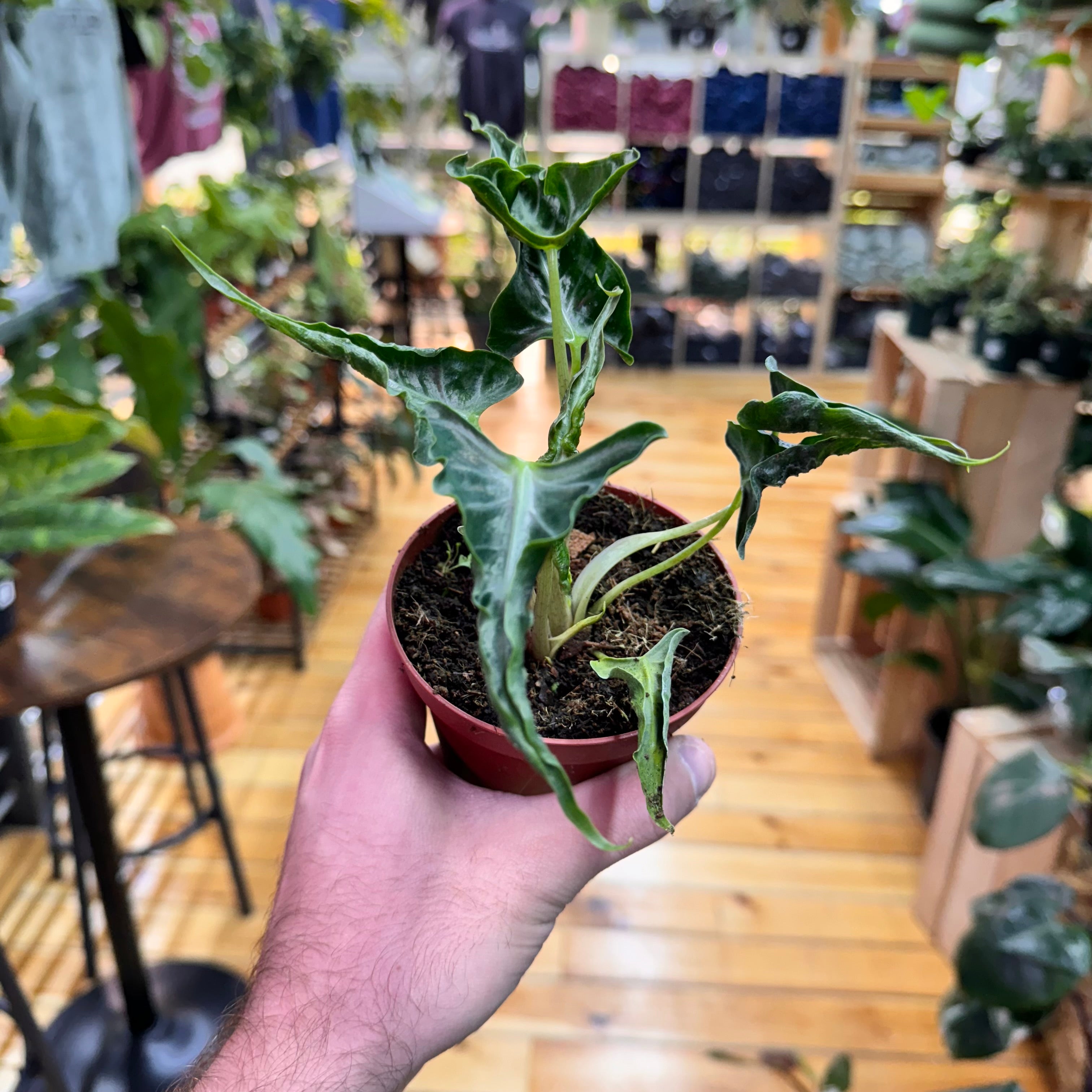 Alocasia Loco