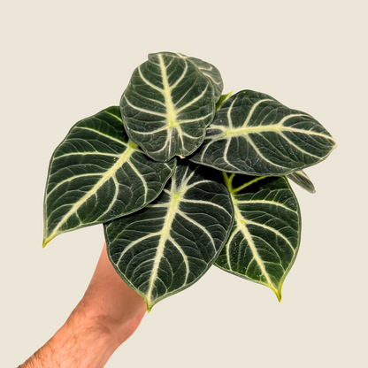 Alocasia Ninja