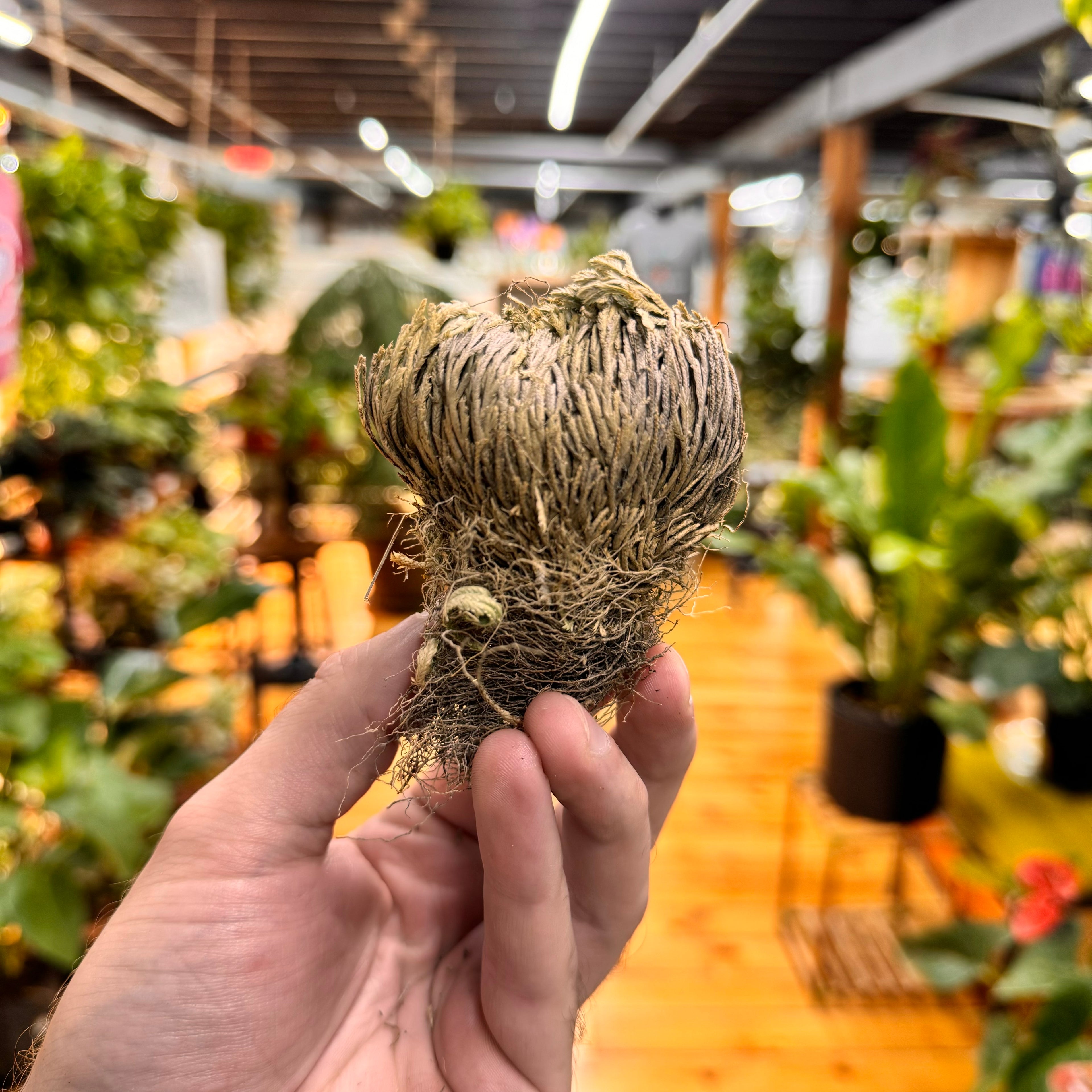 Resurrection Plant