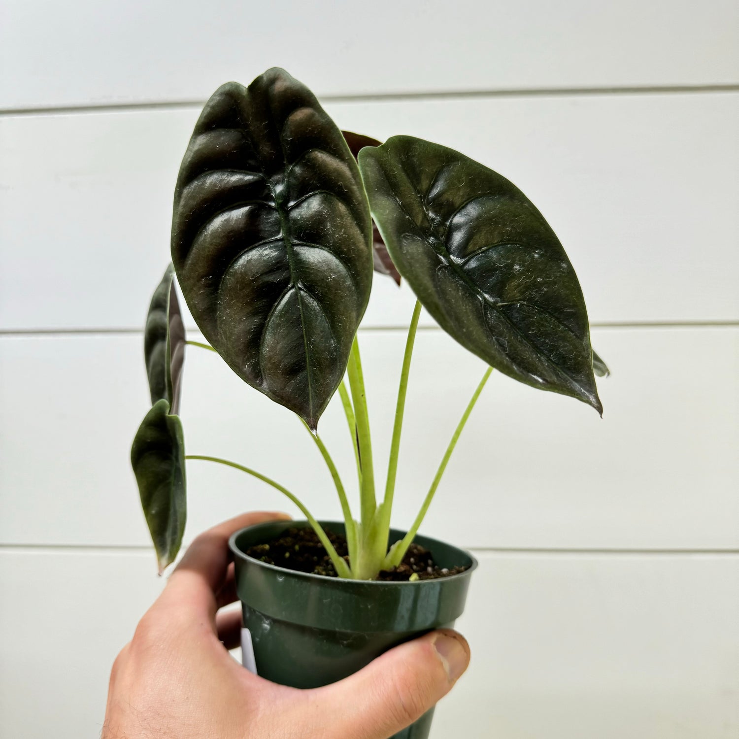 Alocasia Cuprea