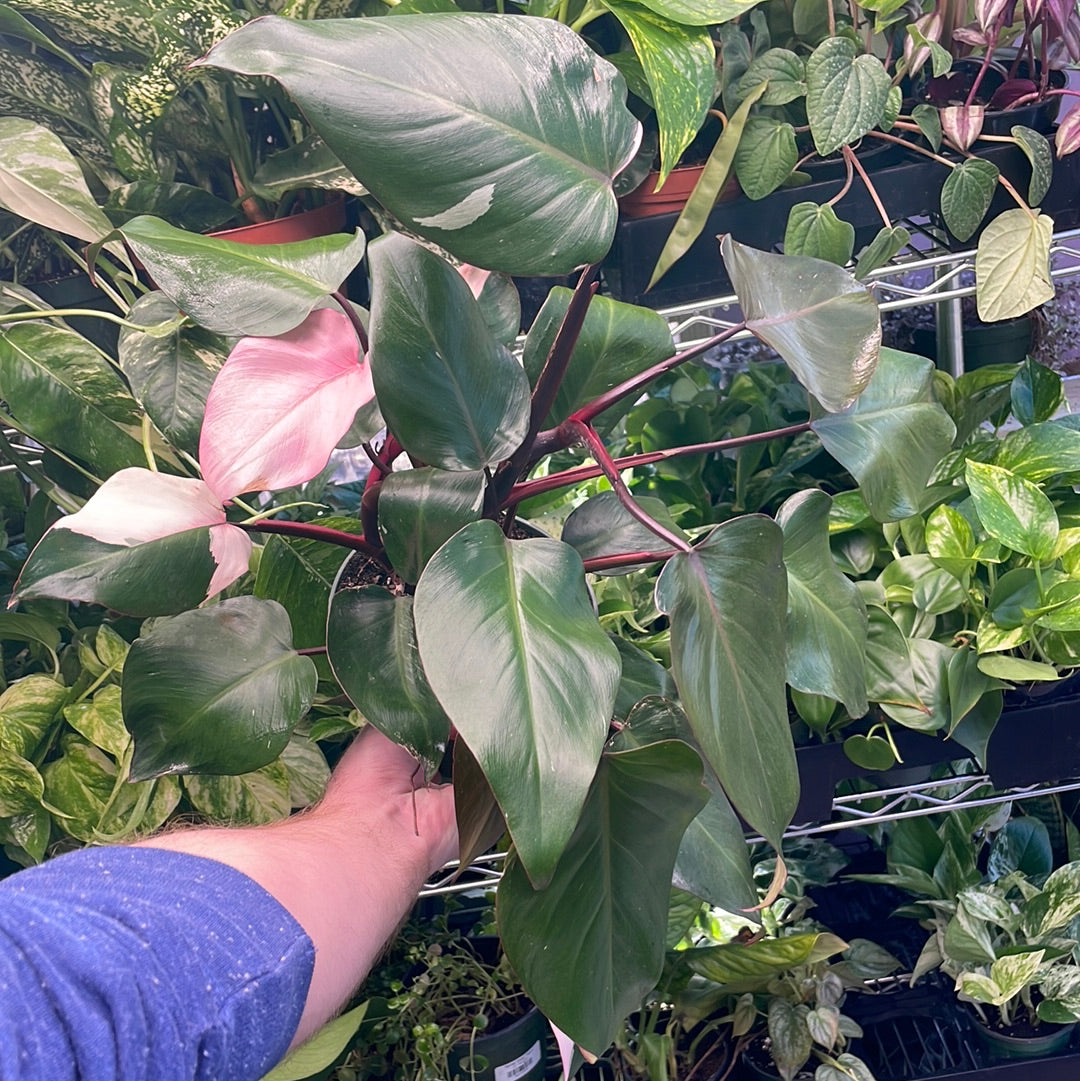 Philodendron Pink Princess