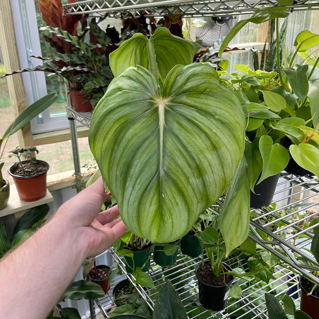 Philodendron Plowmanii