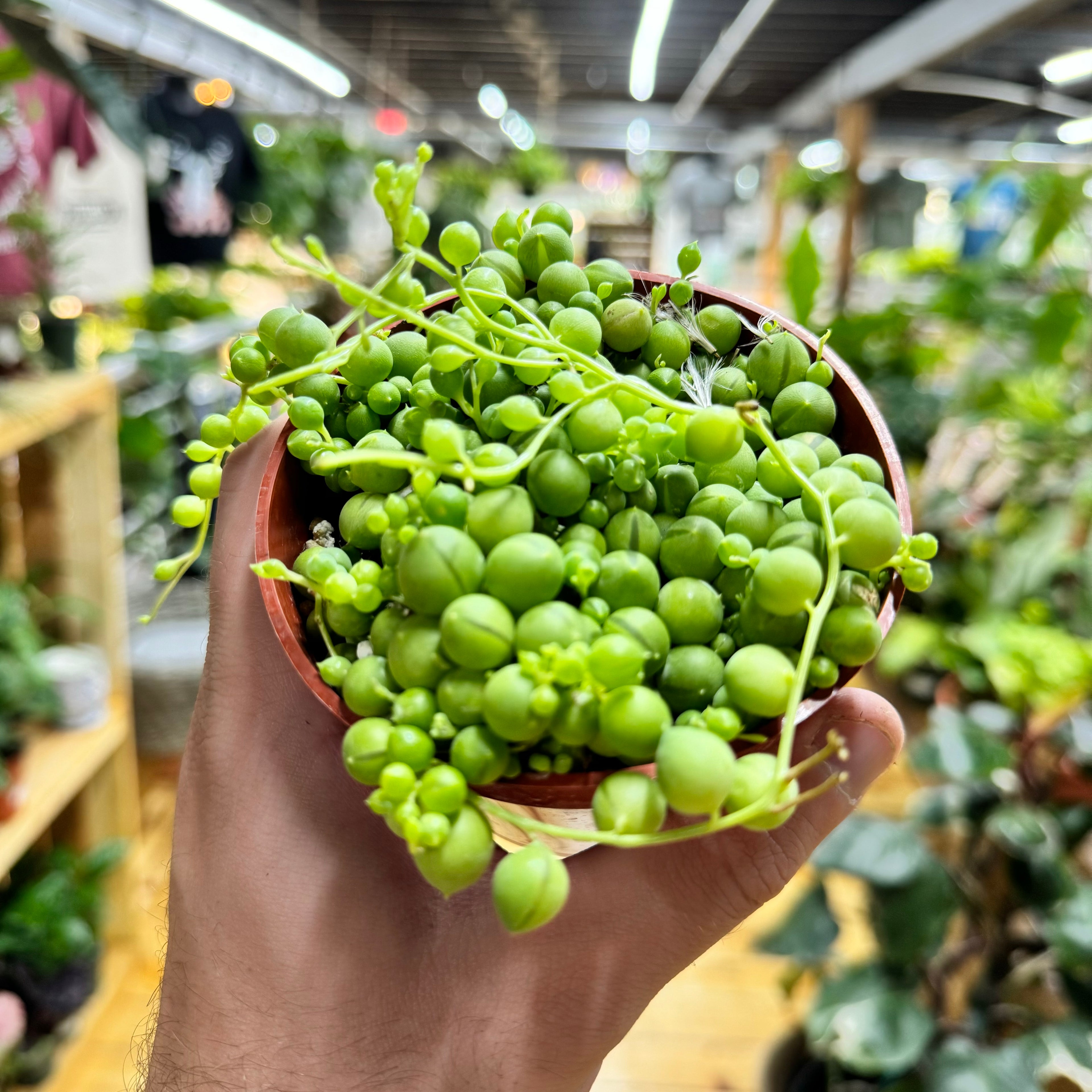 String of Pearls