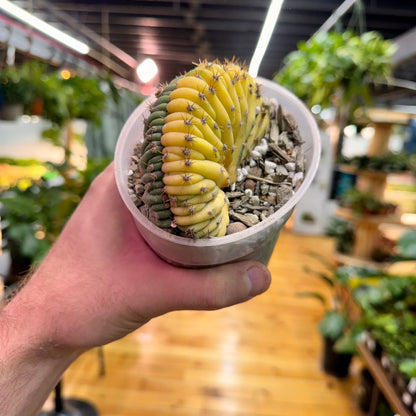 Cactus San Pedro Crest Variegated