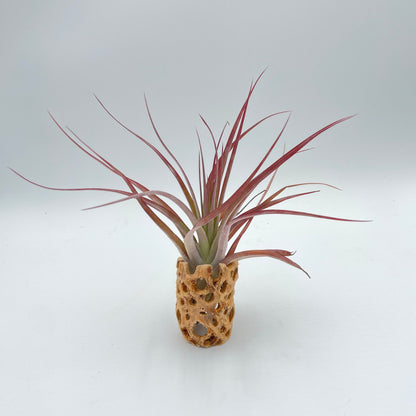 Cholla Wood Air Plant Holder