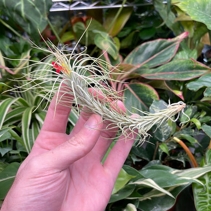 Funckiana Air Plant