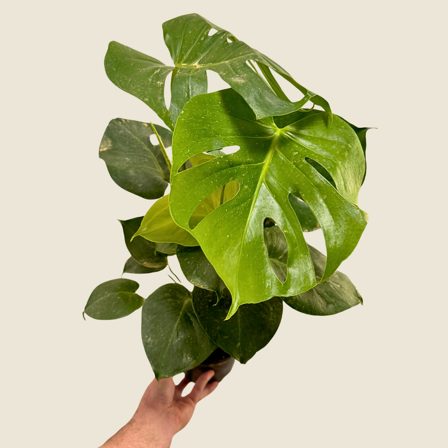 Monstera Deliciosa