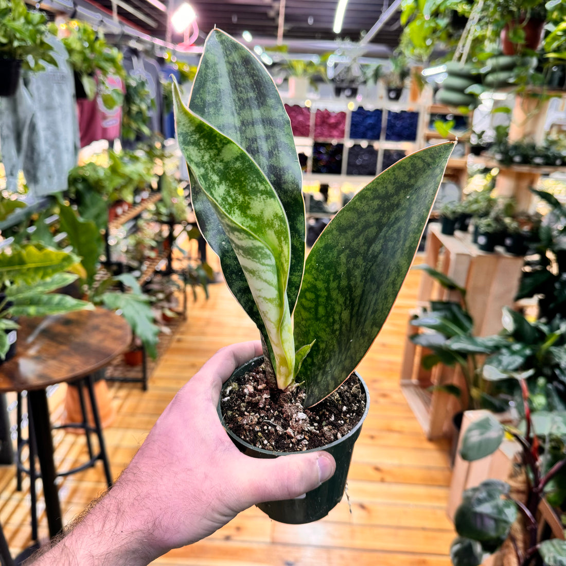 Sansevieria Whale Fin