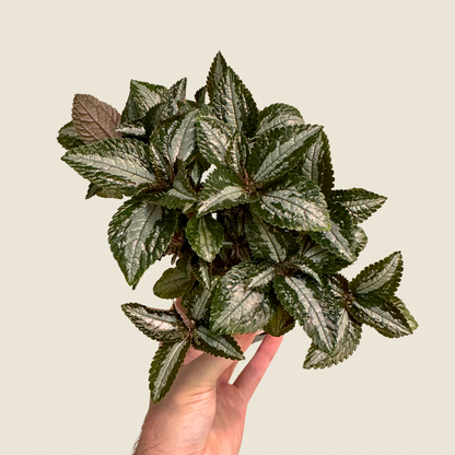 Pilea Silver Tree