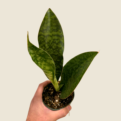 Sansevieria Whale Fin