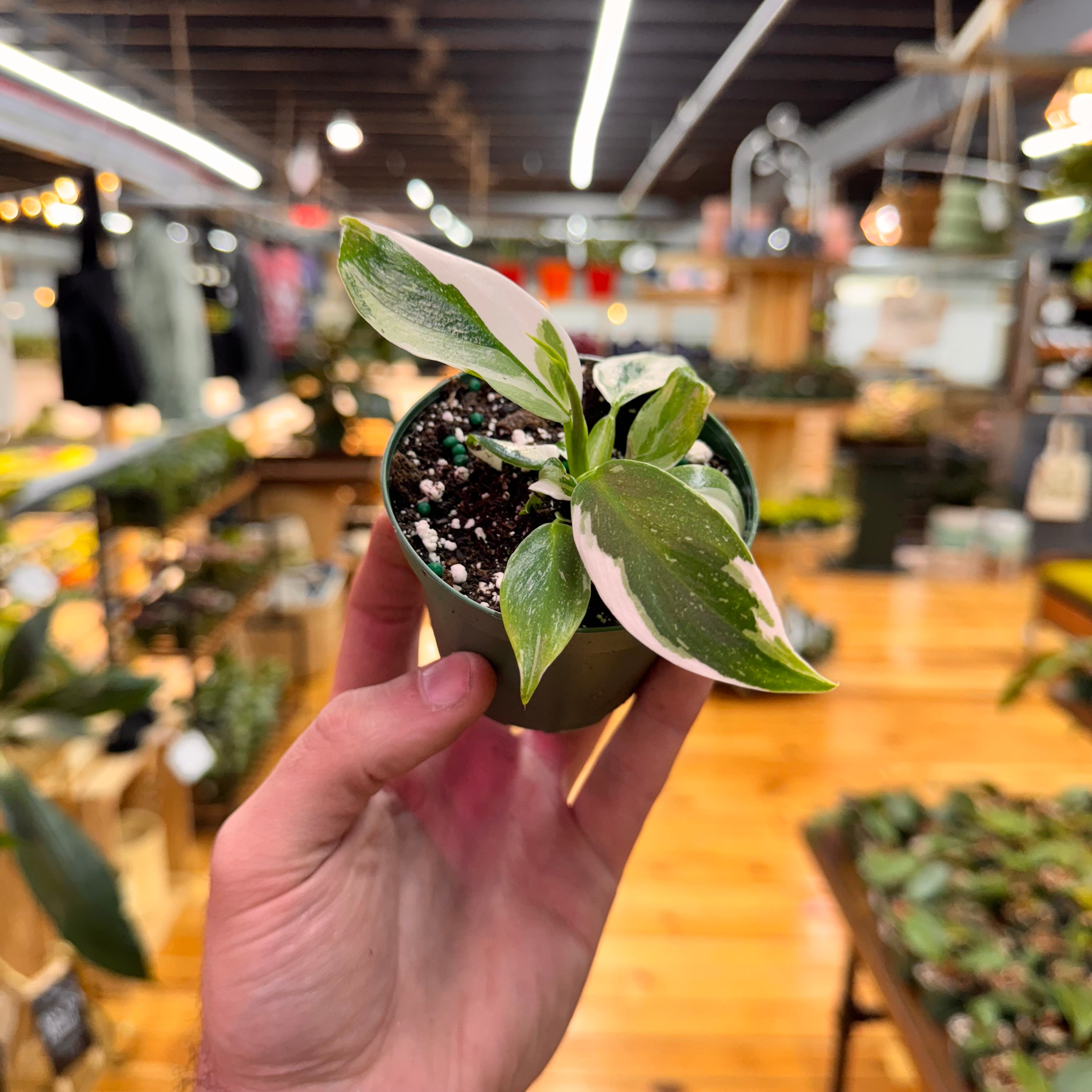 Philodendron White Wizard
