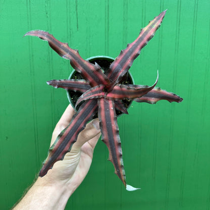 Cryptanthus Earth Star