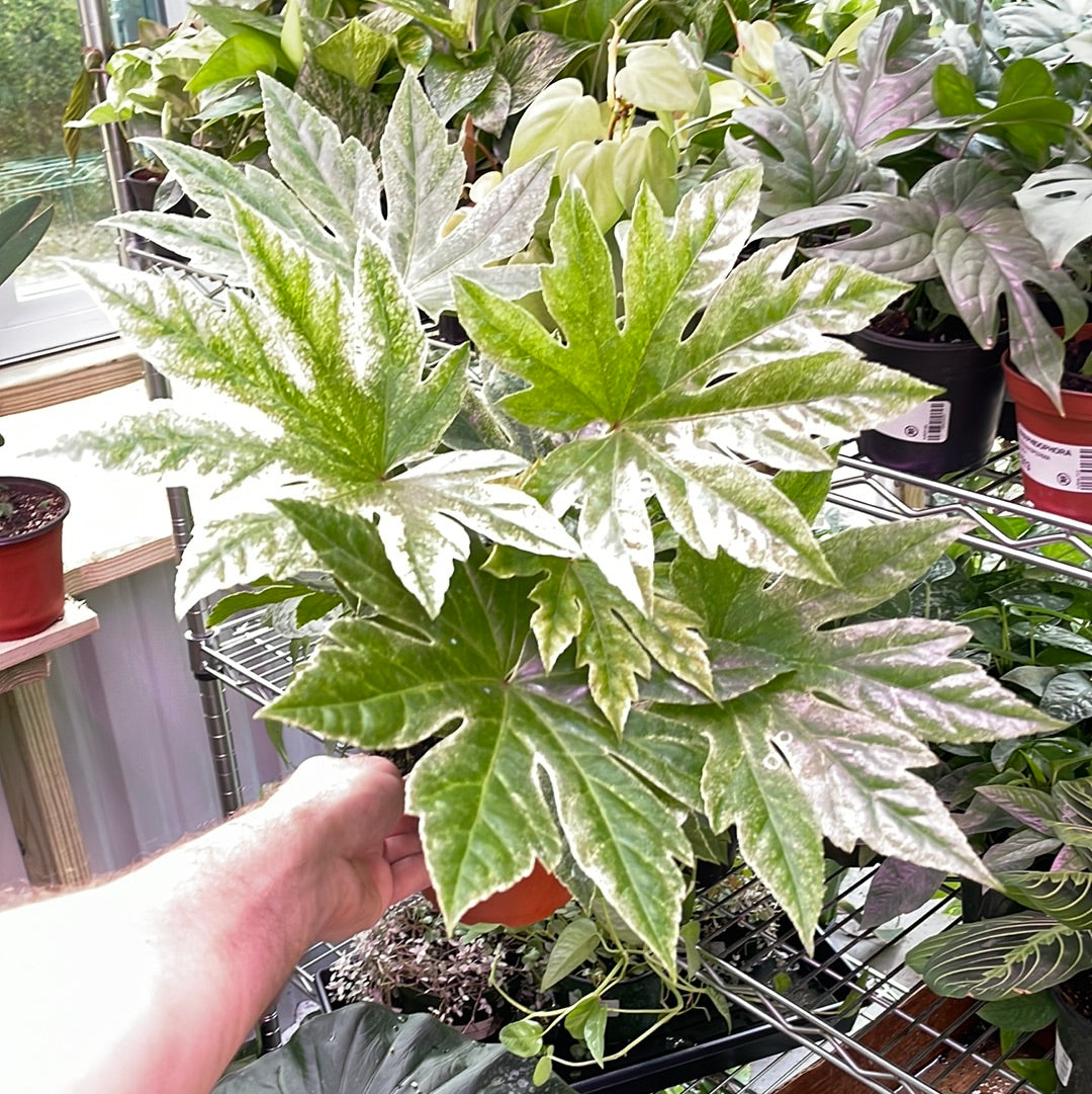 Fatsia Spider&