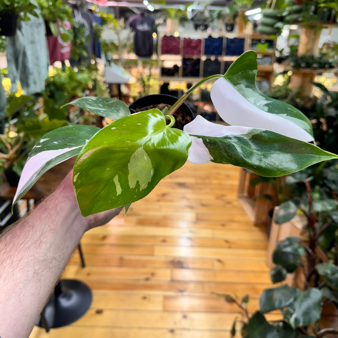 Philodendron White Princess