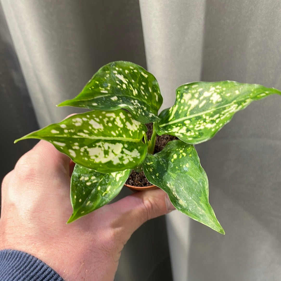 Aglaonema Brevispathum