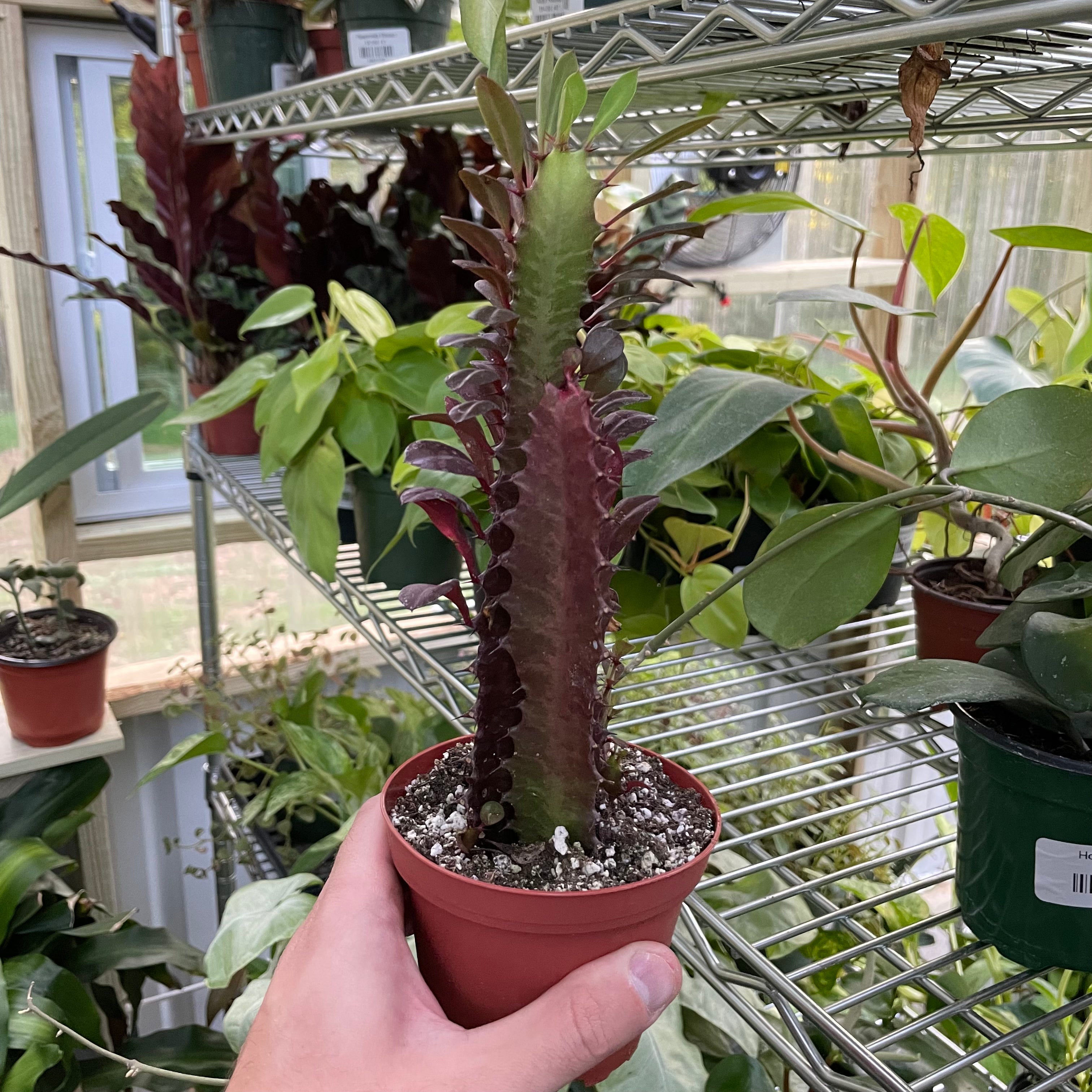 Euphorbia Trigona Rubra