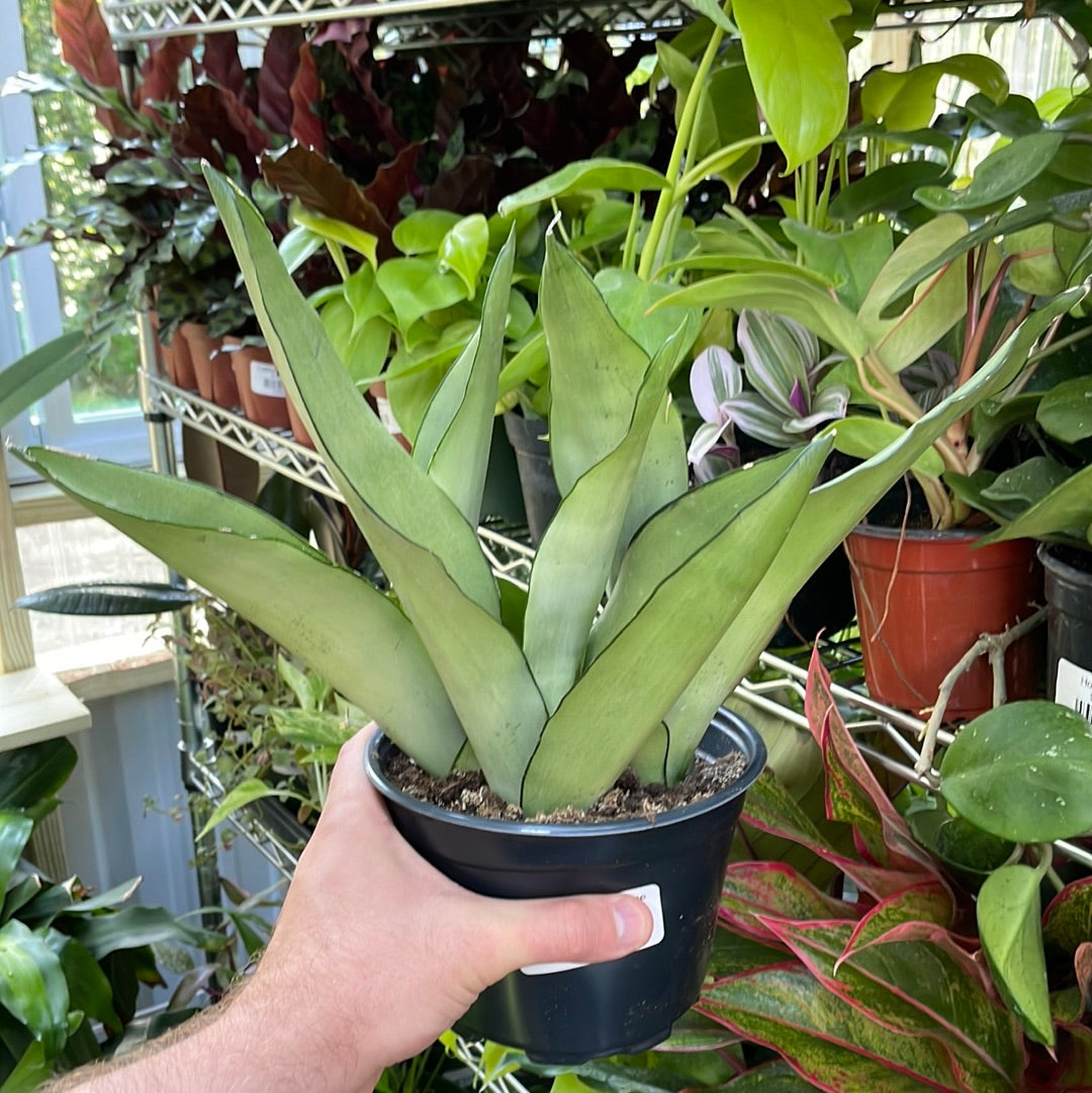 Sansevieria Moonshine