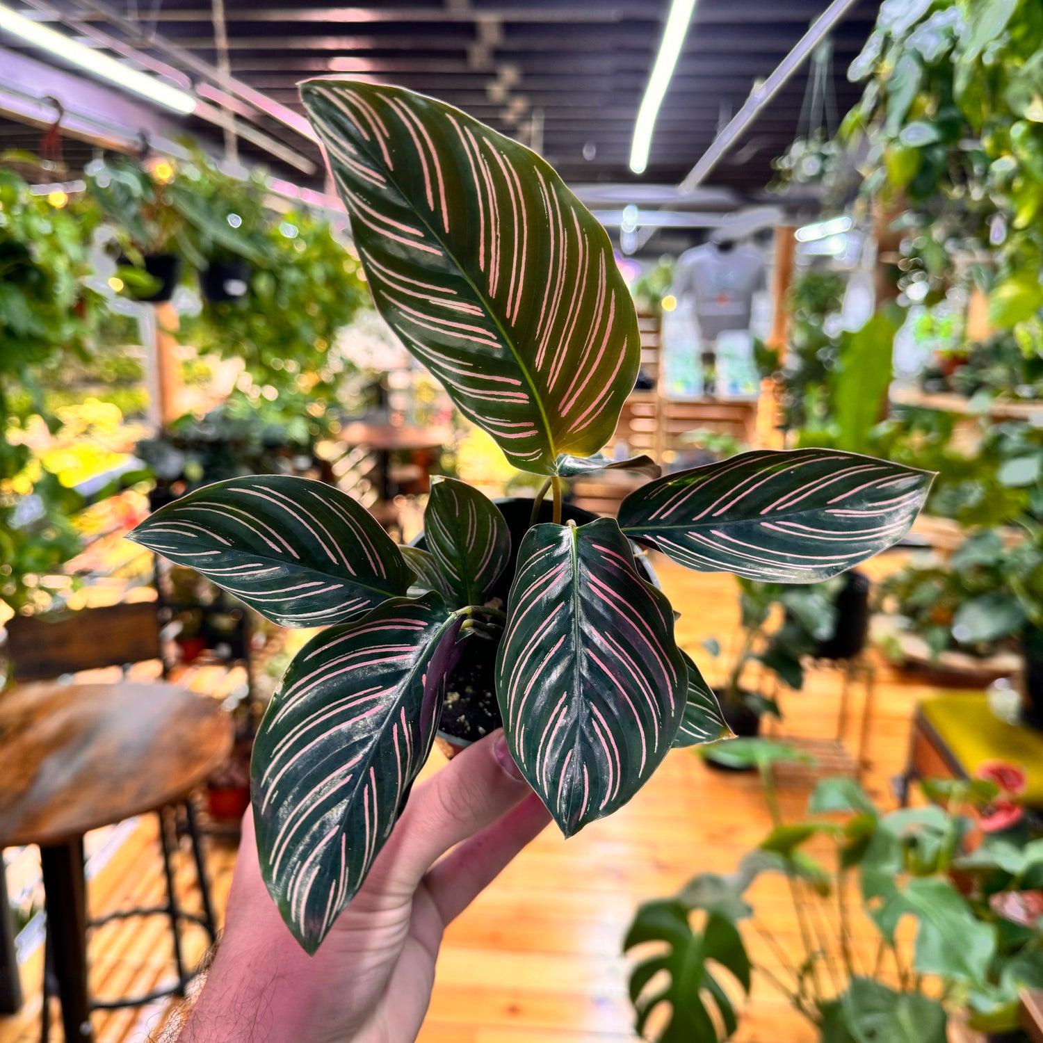 Calathea Ornata