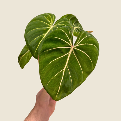 Philodendron Gloriosum