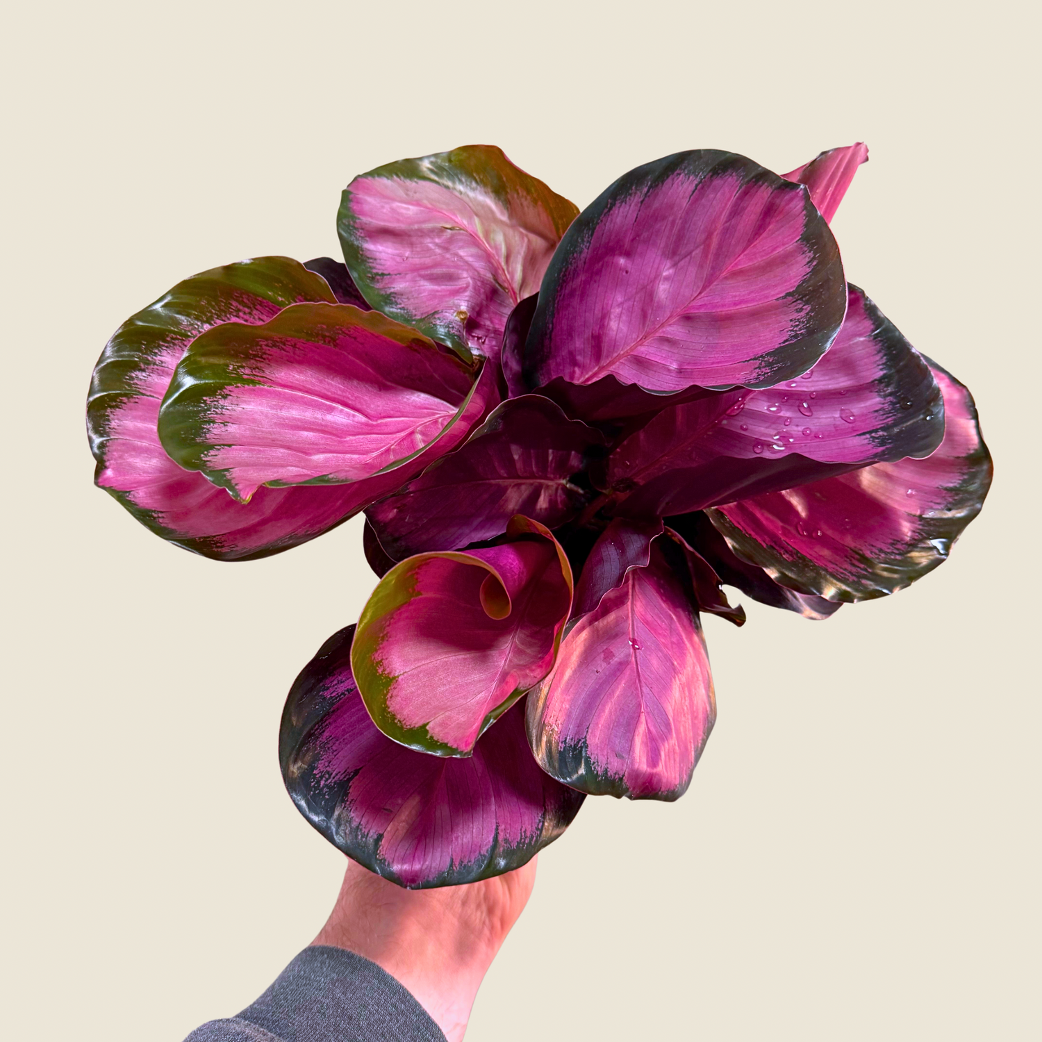 Calathea Purple Rose