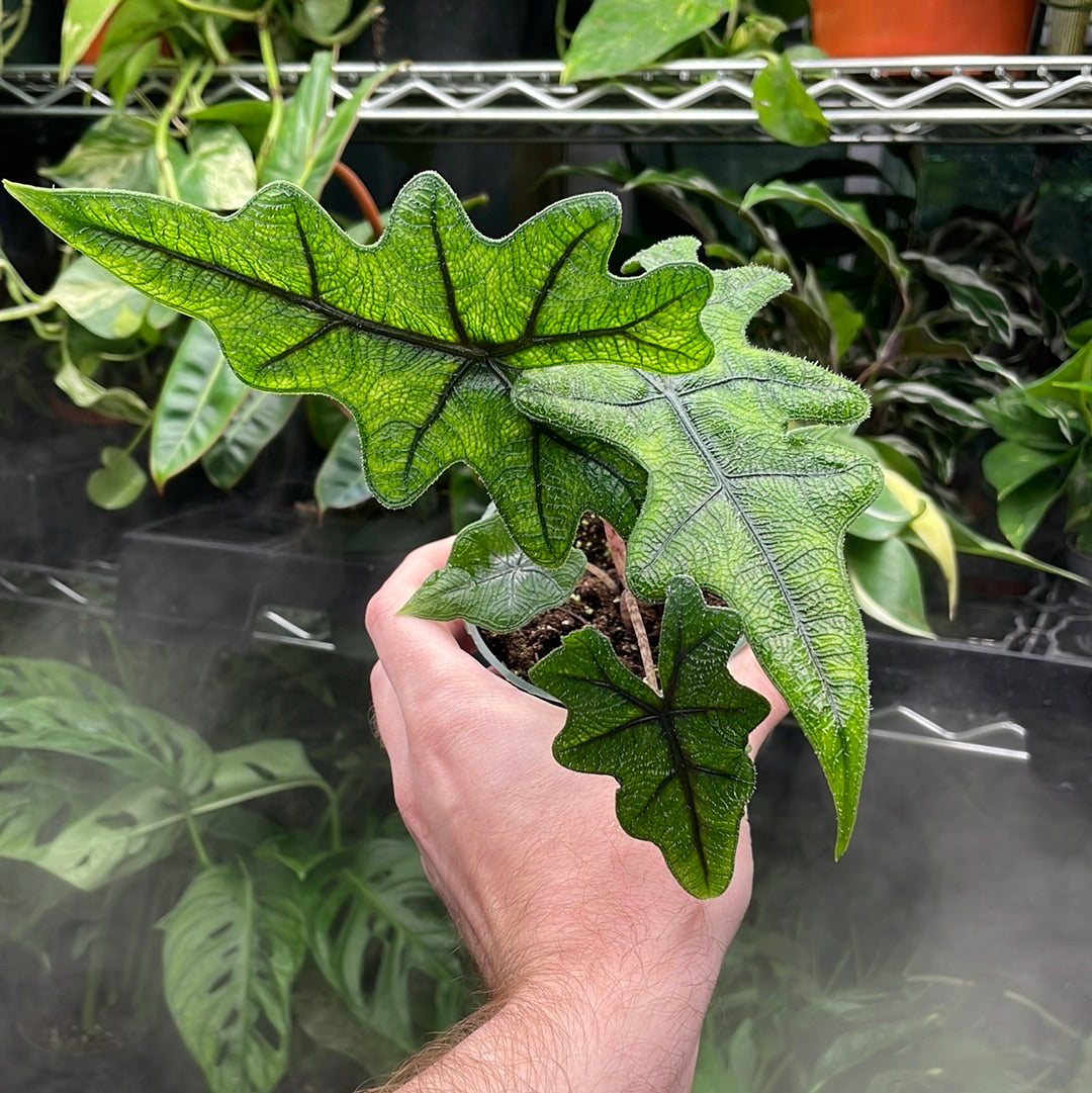 Alocasia Jacklyn