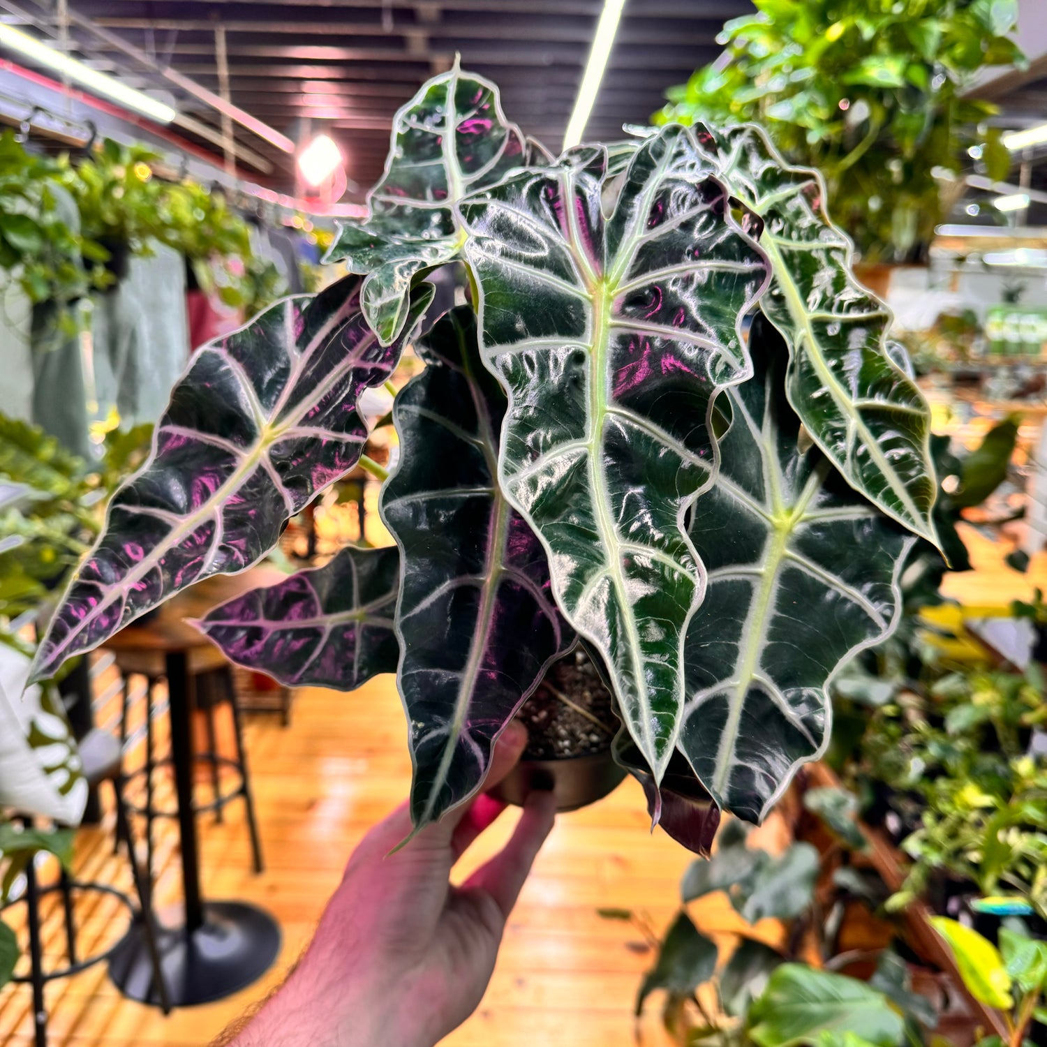 Alocasia Polly