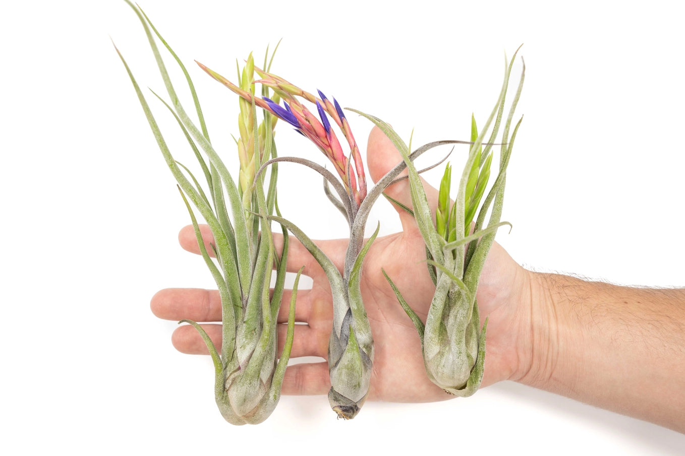 Assorted Air Plants