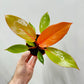 Philodendron Tangerine