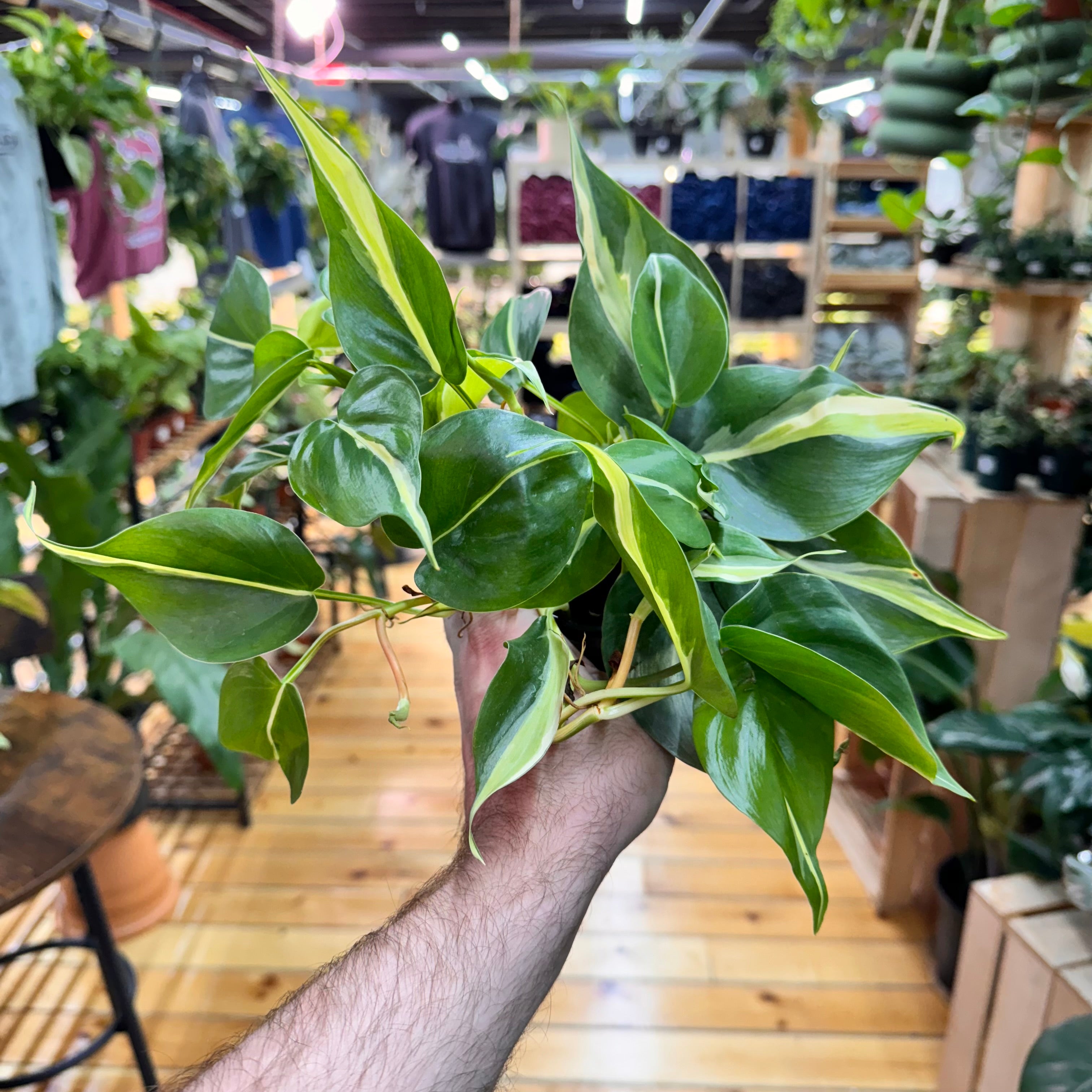 Philodendron Rio