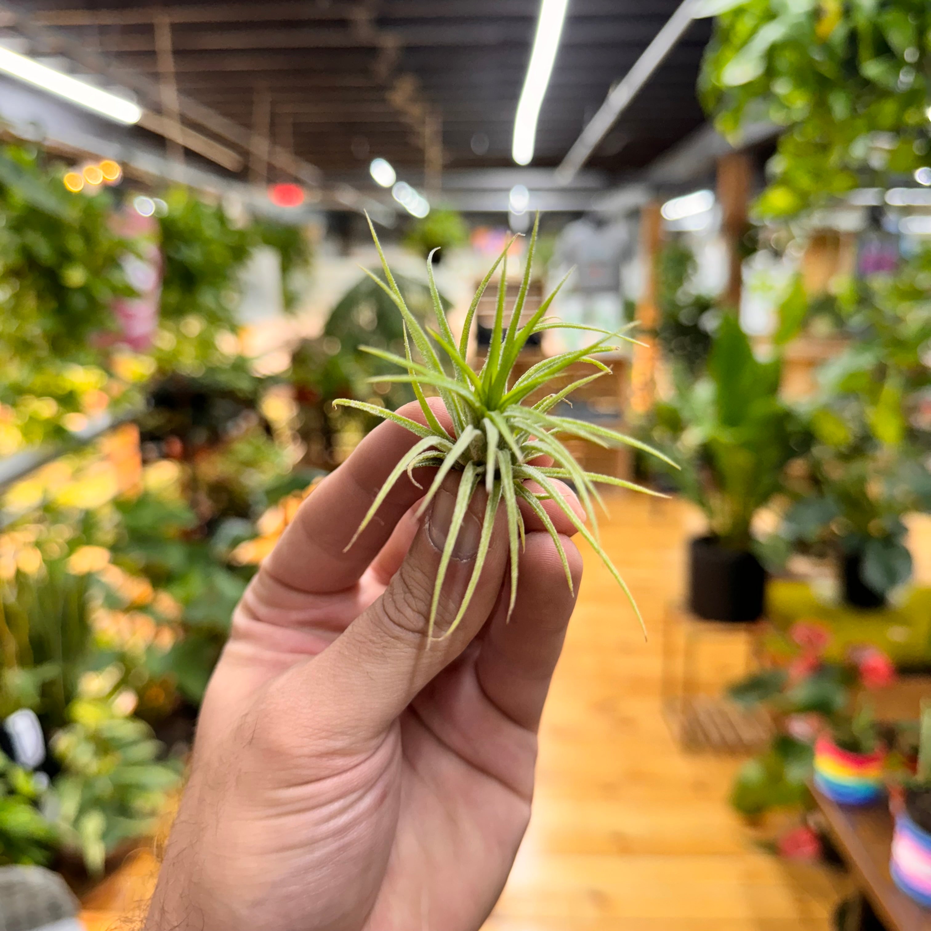 Miniata Air Plant