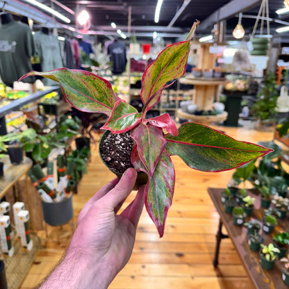 Aglaonema Red Siam