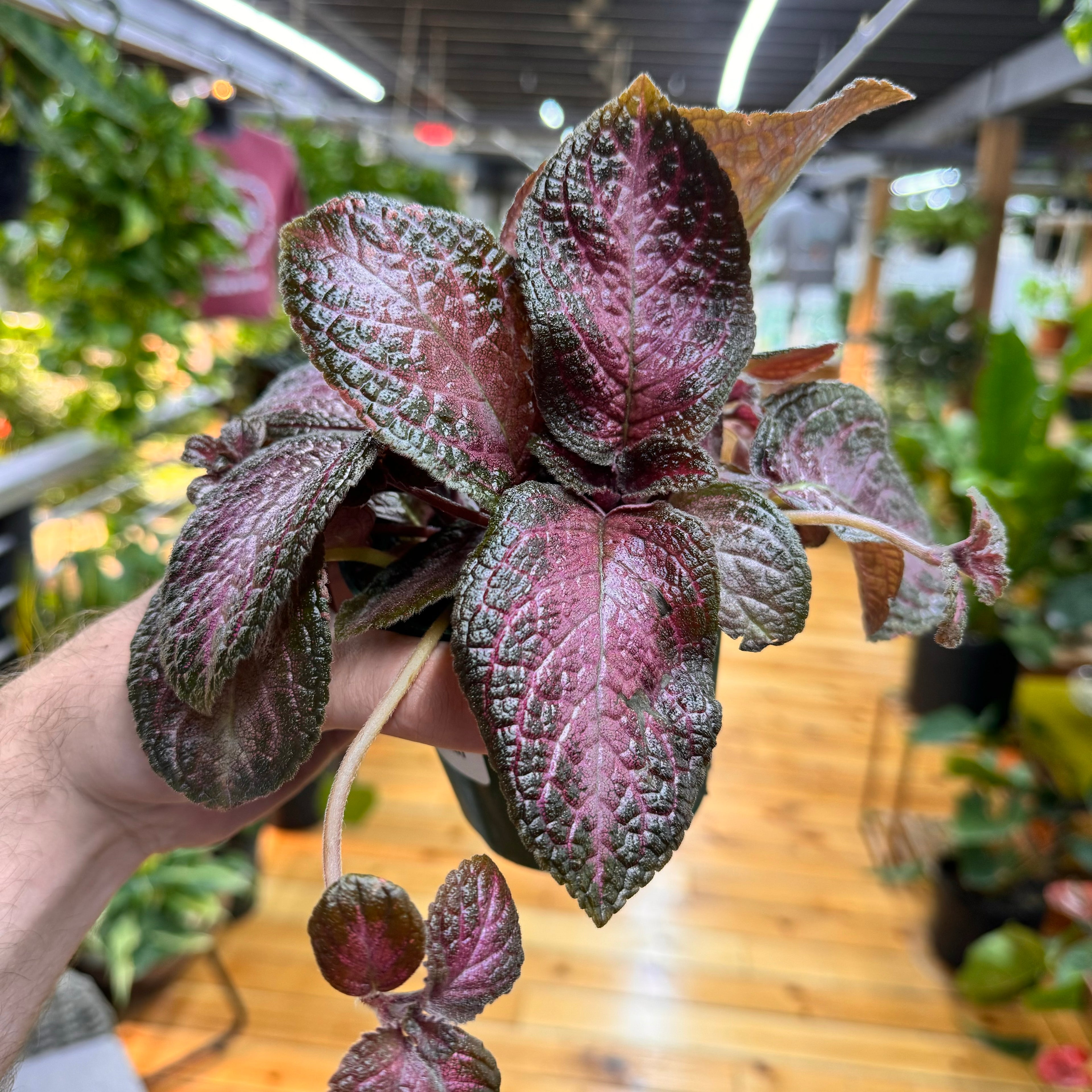 Episcia Purple Rain