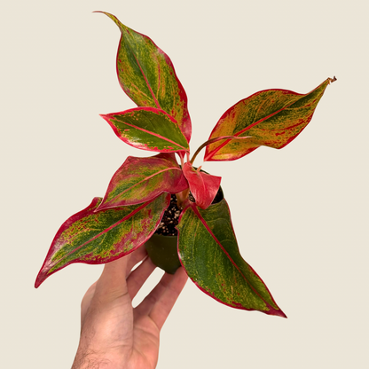 Aglaonema Red Siam