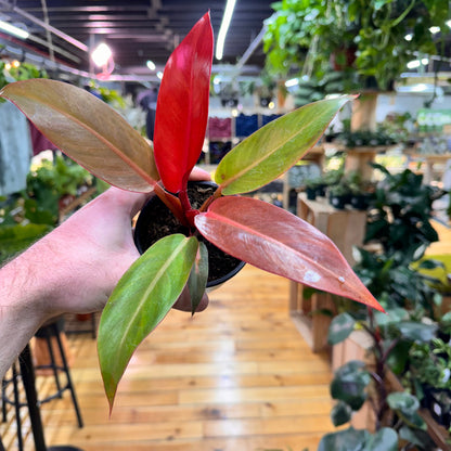 Philodendron Sun Red