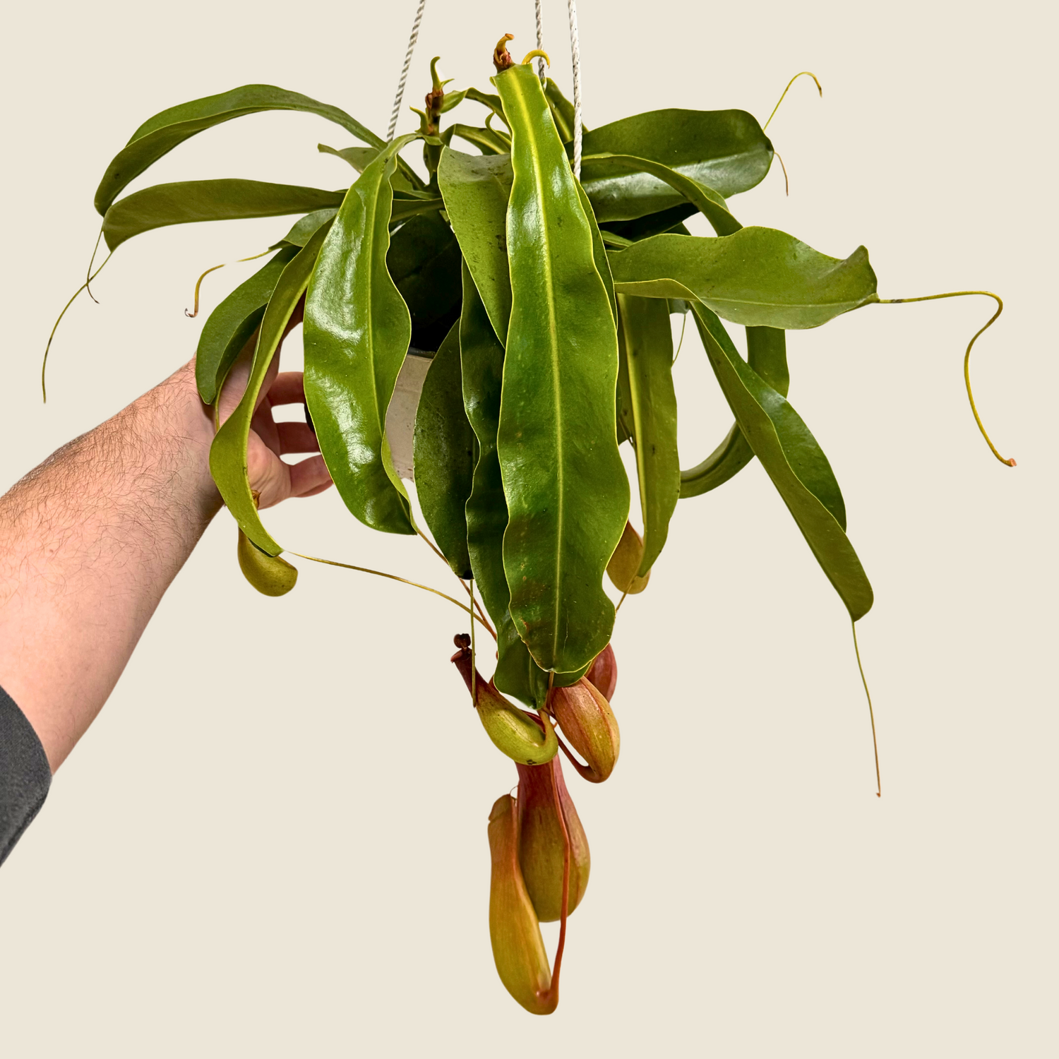 Nepenthes Alata