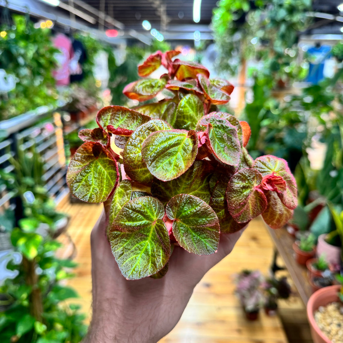 Begonia Manaus