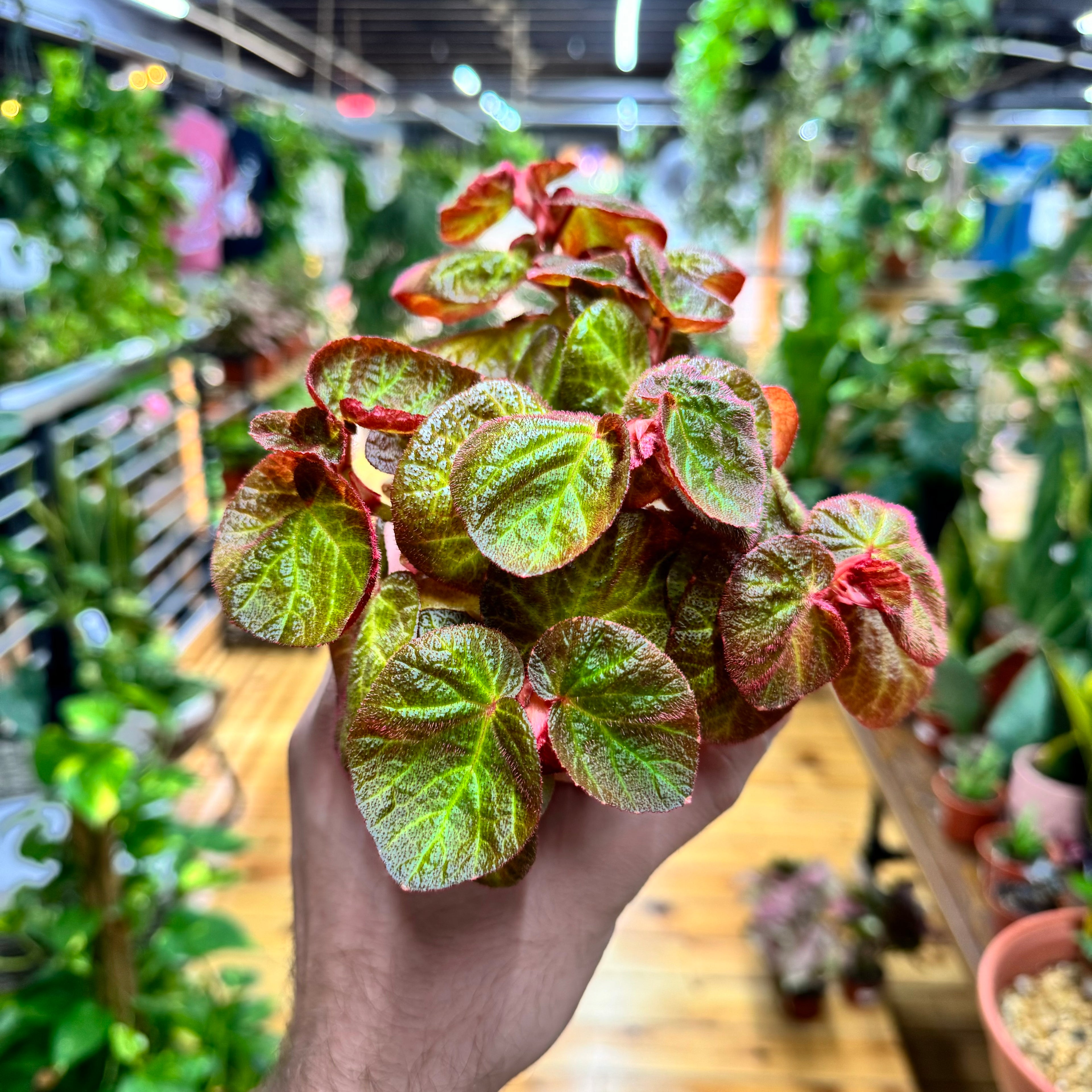 Begonia Manaus