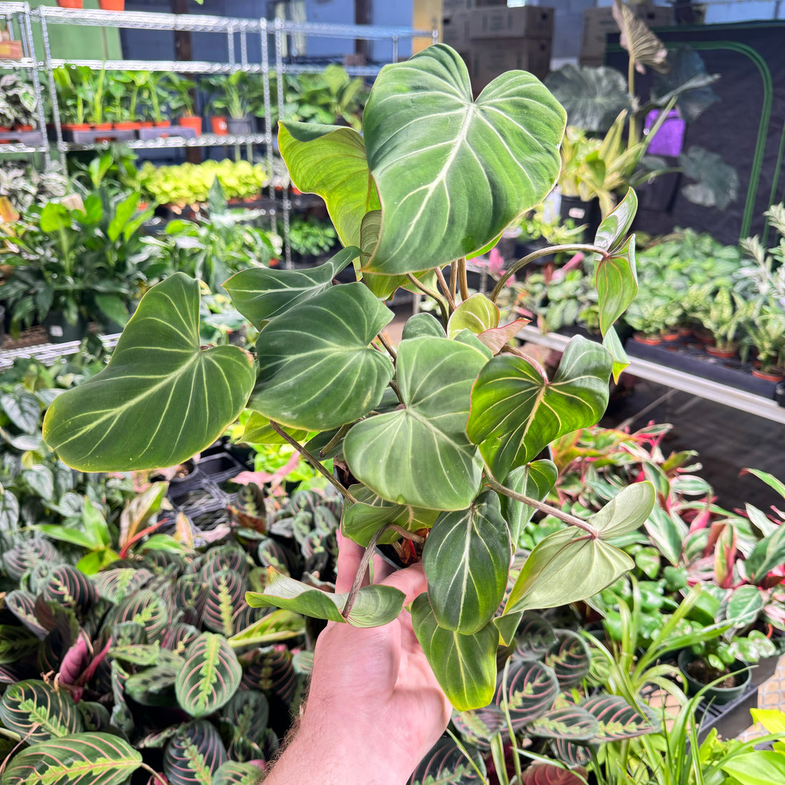 Philodendron Gloriosum