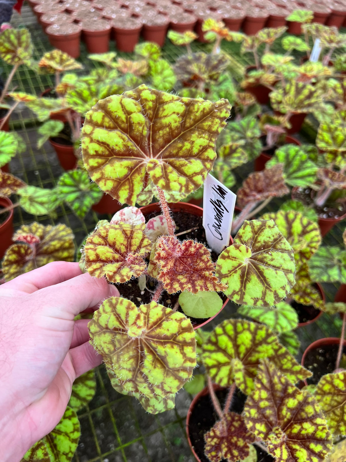 Begonia Cowardly Lion