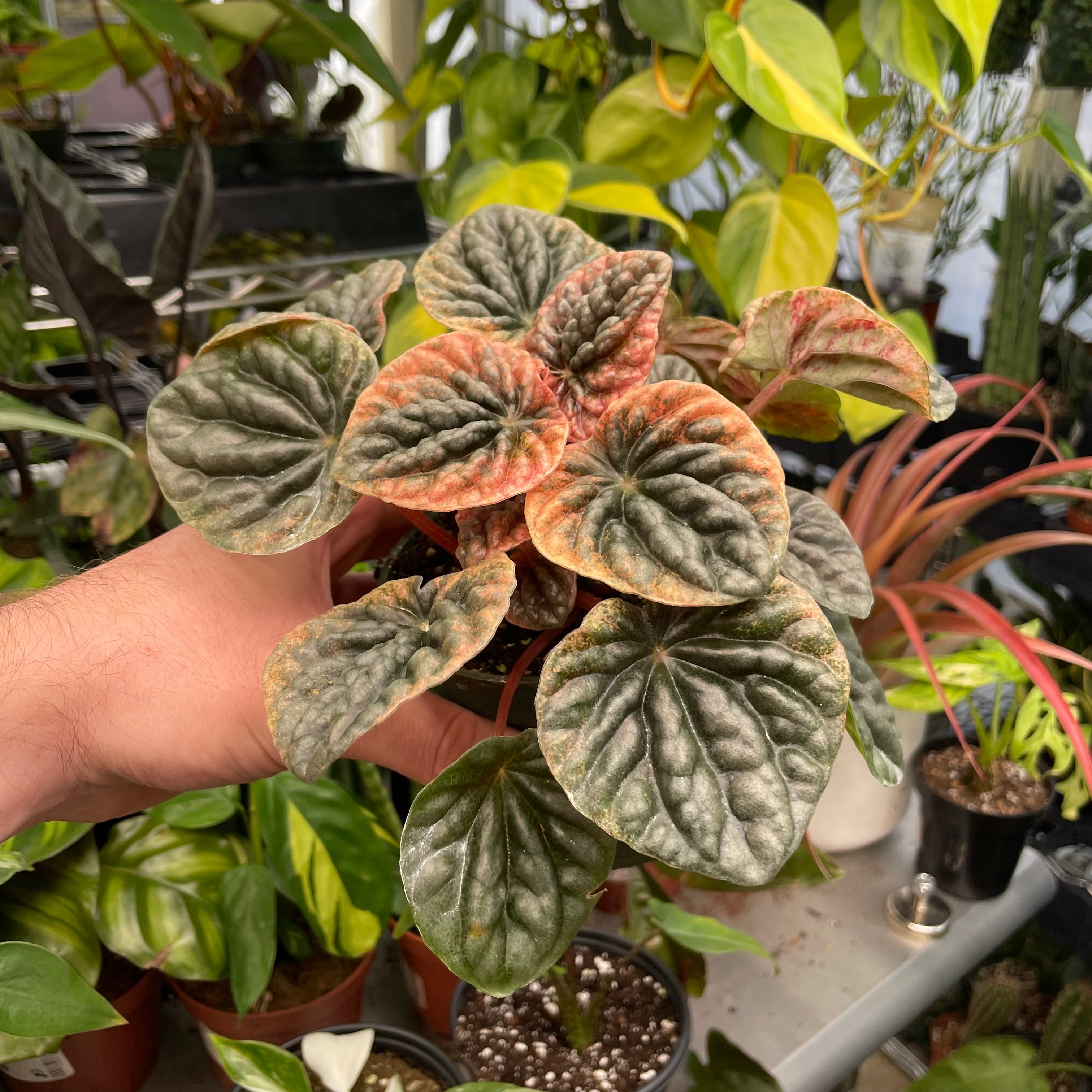 Peperomia Abricos