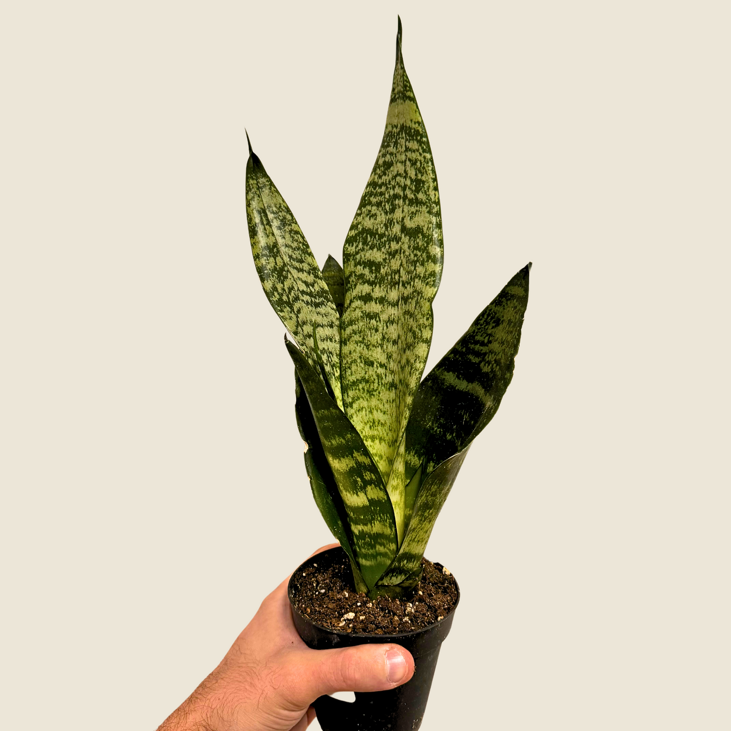 Sansevieria Coral