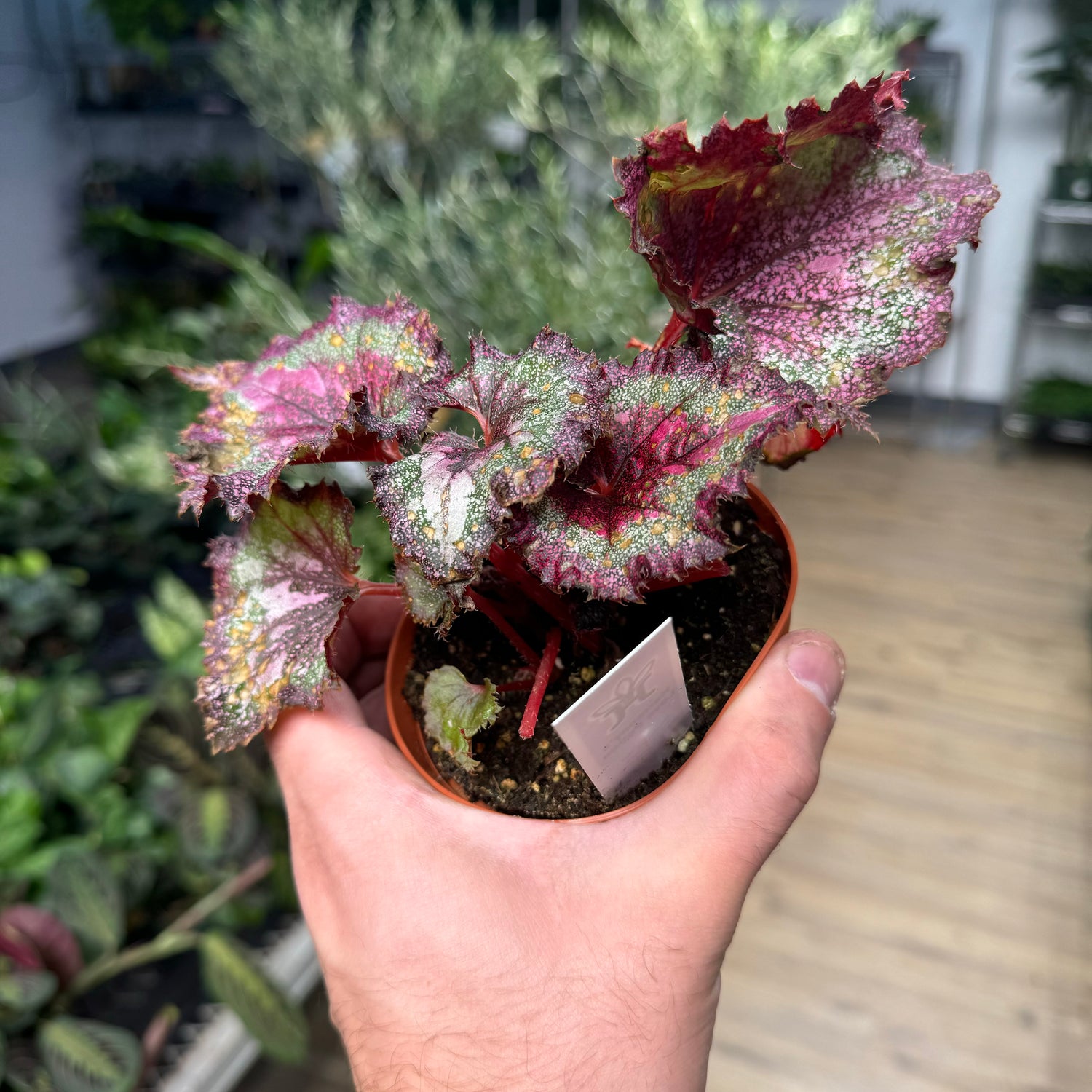 Begonia Love Potion