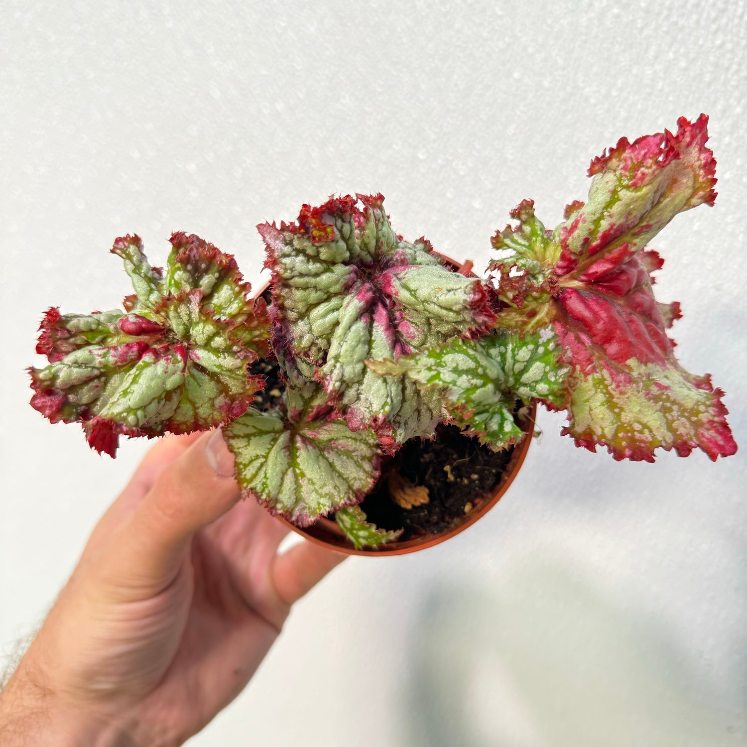 Begonia Watermelon Sugar High