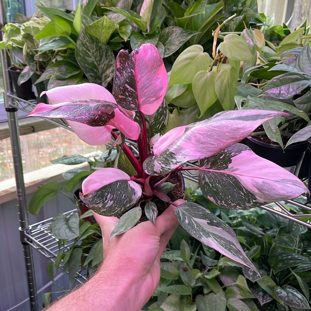 Philodendron Pink Princess