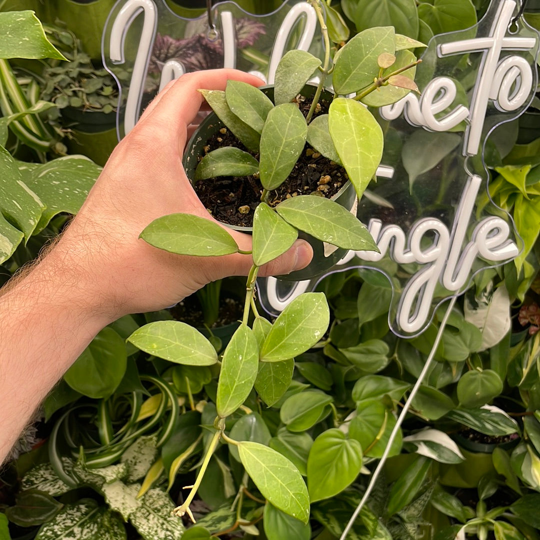 Hoya Lacunosa Big Leaf