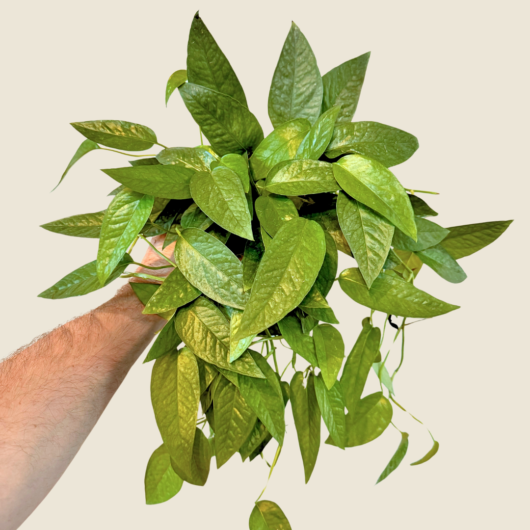 Pothos Cebu Blue