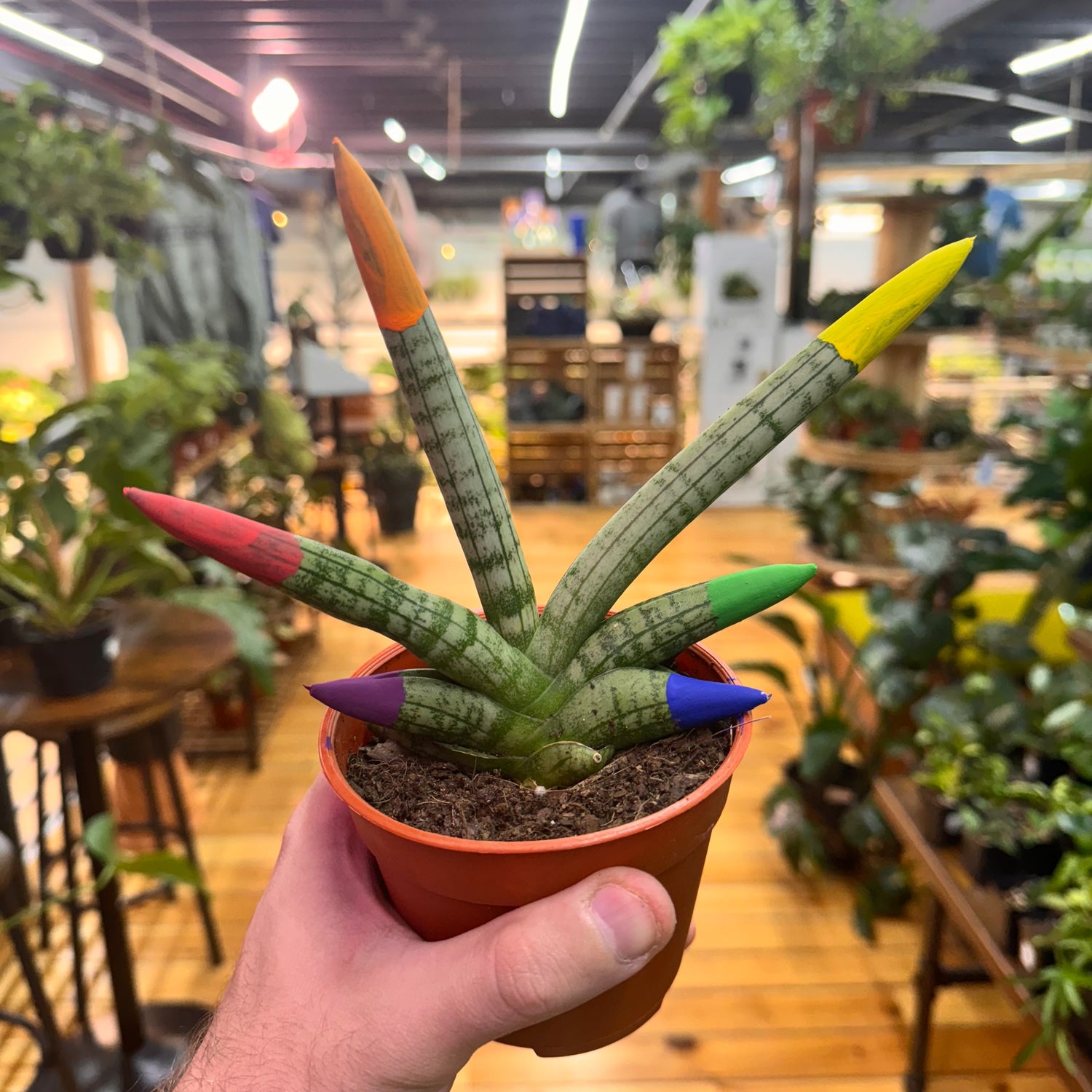 Sansevieria Boncenllensis