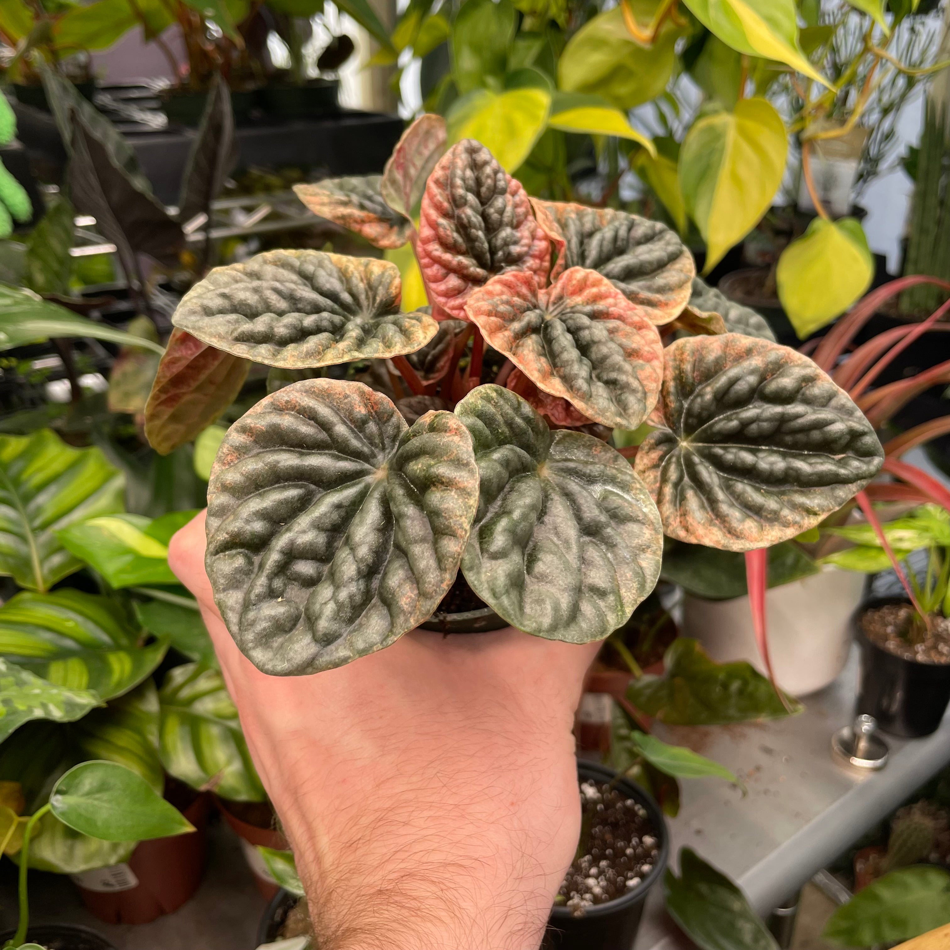 Peperomia Abricos