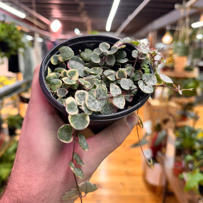 String of Hearts Variegated